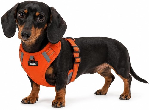 Miniature dachshund harness - dachshund,
