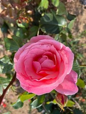 Floribunda Rose Plant  'The