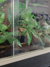 Replacement viv exotic - viv,
