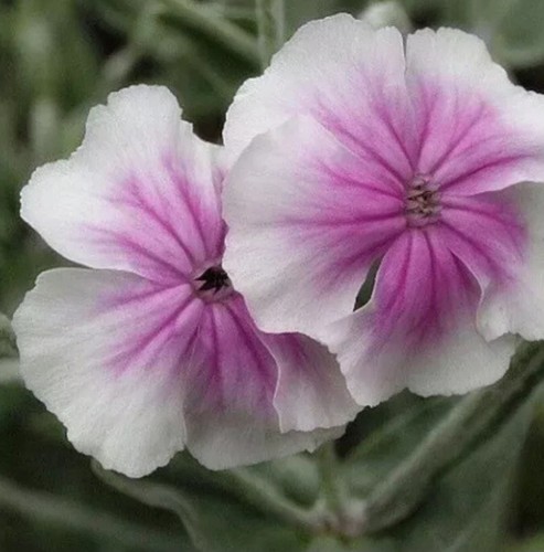 Lychnis coronaria 50 - lychnis,