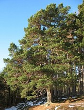 VALUABLE - SCOTS PINE. PINUS SYLVESTRIS 25 SEEDS EASY TO GROW