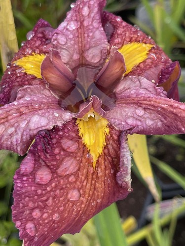 Iris louisiana ann chowning - louisiana, chowning'
