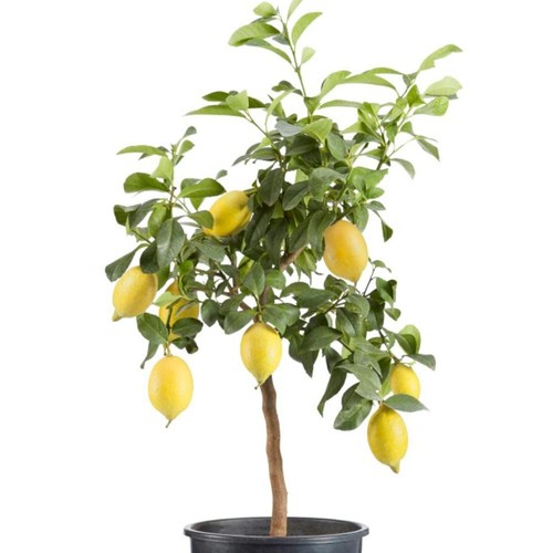 Citrus meyer lemon - citrus,