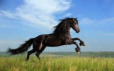 BLACK HORSE JUMPING LARGE