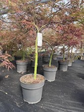 Extra Large Acer Palmatum Dissectum Crimson Queen in a 7.5L Pot By Direct Plants