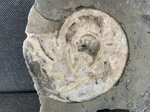 Unidentified nautilus cut - nautilus,