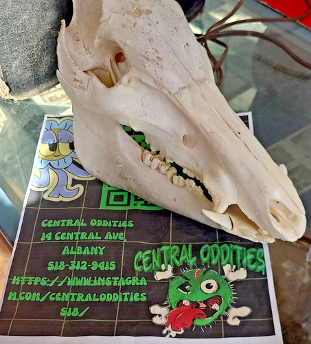 Animal skull with lower - animal, jaw
