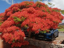 FLAMBOYANT, ROYAL POINCIANA, FLAME TREE OF FIRE, CANARIES RED FLOWERING SEEDS