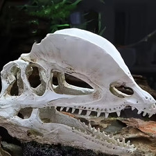 Dilophosaurus Welles Replica