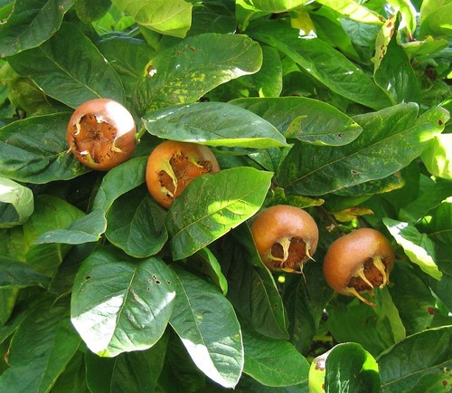 Medlar nottingham fruit tree - fruit, |