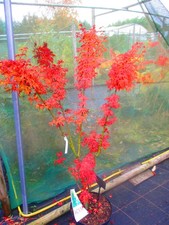 4ft-4.5ft  inc. pot Lions Head Japanese Maple  Acer palmatum SHISHIGASHURA