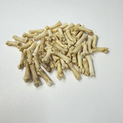 Lot real taxidermy - 50,