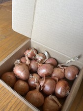 15 RED SUN SHALLOTS. Autumn Planting, 2025 Stock. 