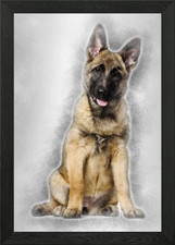 Belgian Shepherd dog 4 mon