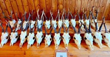 Taxidermy-Deer Antler-25