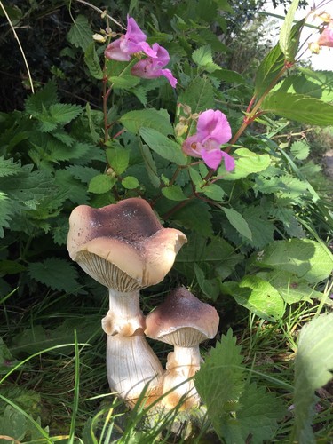 Wild toadstool mushrooms fungi - wild,