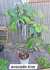 avocado tree about 7 foot  tall great for garden/house