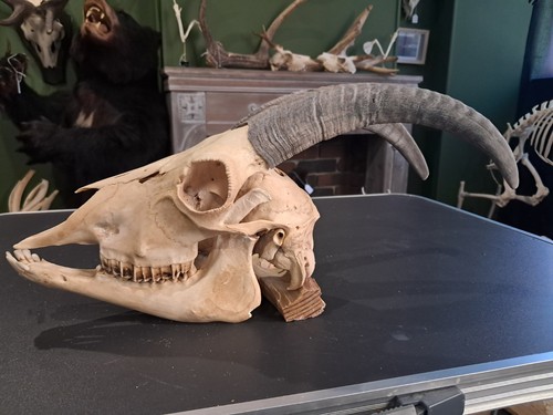 Goat skull - goat, /