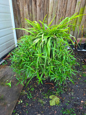 Chlorophytum Trailing Spider Plant Potted-Organically Grown(MOTHER PLANT)