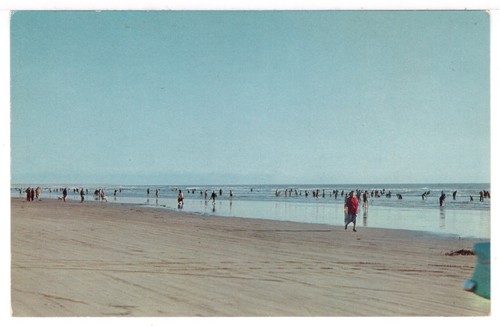 Clam diggers pismo beach - clam, diggers,