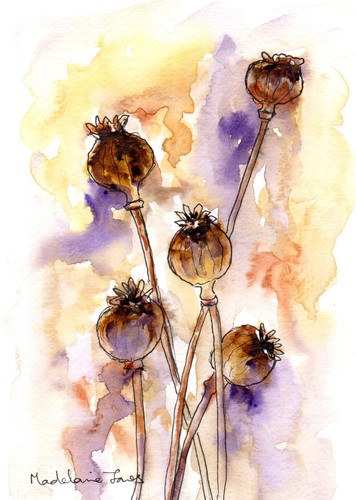 Poppy seed heads 5in 7 - heads, 5.5in