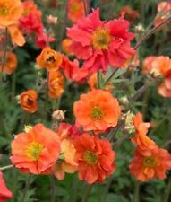 GEUM 'Scarlet Tempest' A.G.M