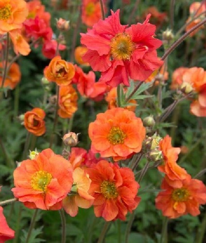 Geum scarlet tempest - 'scarlet, tempest'