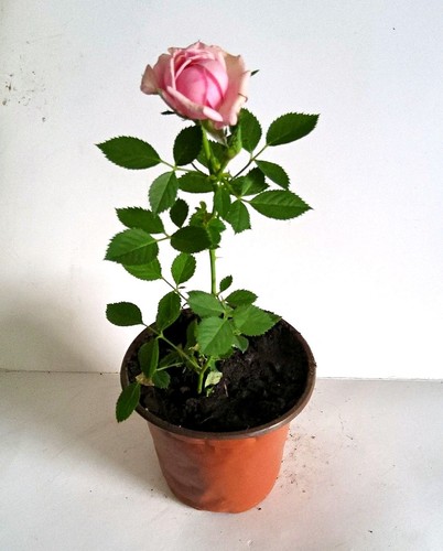 Pink rose potted plant - rose,