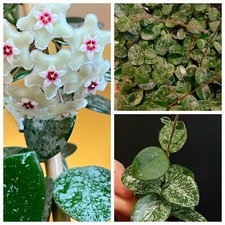 Hoya Mathilde Splash. Fragrant