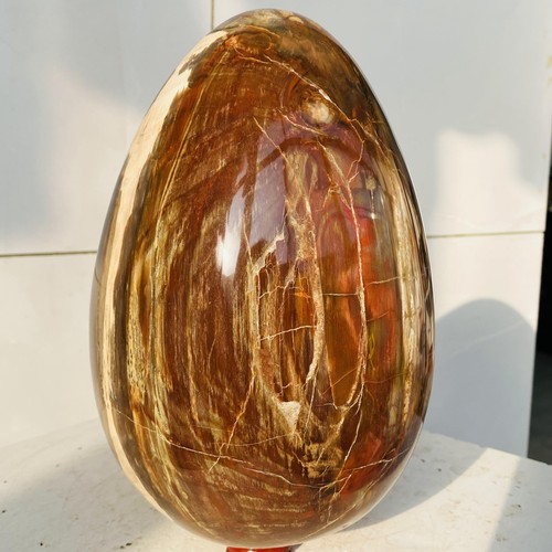 Natural petrified wood egg - wood,