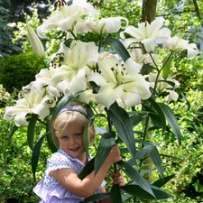 3 GIANT PRETTY WOMAN LILIUM