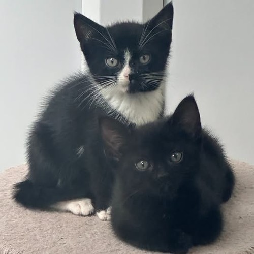 Rspca kitten food - **kitten,