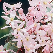Clematis armandii - Apple
