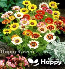 PAINTED DAISY RAINBOW MIX - 750 SEEDS - Chrysanthemum Carinatum - ANNUAL FLOWER