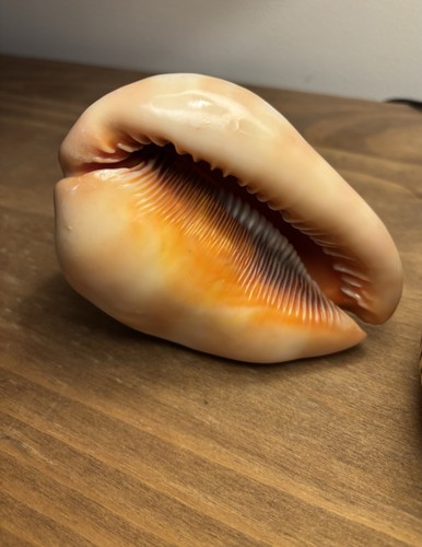 Bull mouth shell - mouth, large
