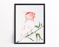 Watercolour Major Mitchell's