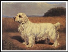CLUMBER SPANIEL LOVELY VINTAGE