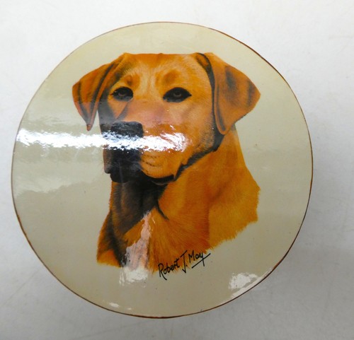 Golden labrador robert may - robert, j