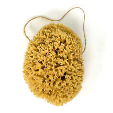 Large Natural Sponges for