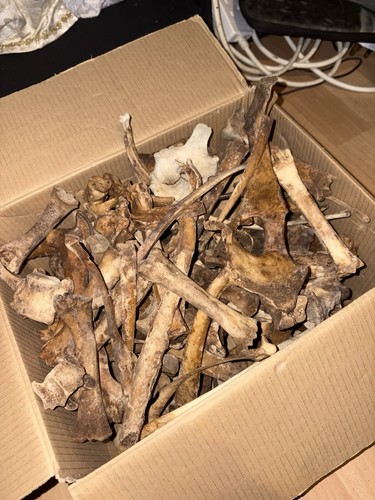 Random sheep bones - 5,
