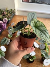 Alocasia Silver Dragon plant! 