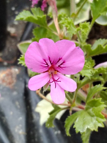 Pelargonium limoneum - pelargonium, x