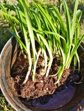 10x Three-Cornered Garlic