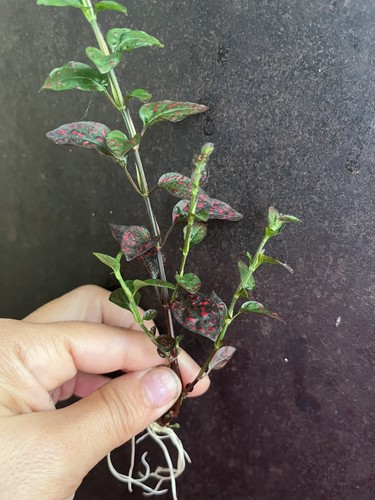 Nerve plant fittonia - nerve,