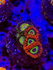 Tntcoral emeralds fire - emeralds,