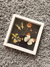 Taxidermy Butterfly Display