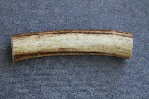Real red deer antler section - real,