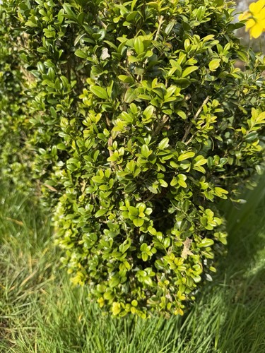 Boxwood plants talk and - boxwood,