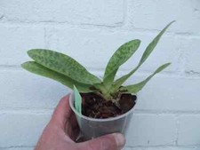 Rare Paphiopedilum Makulii x