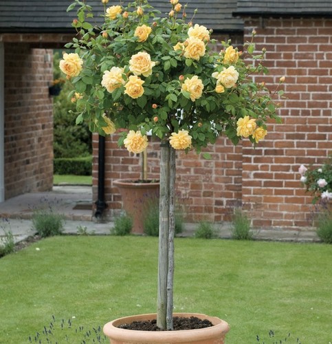 Yellow half standard golden - half,